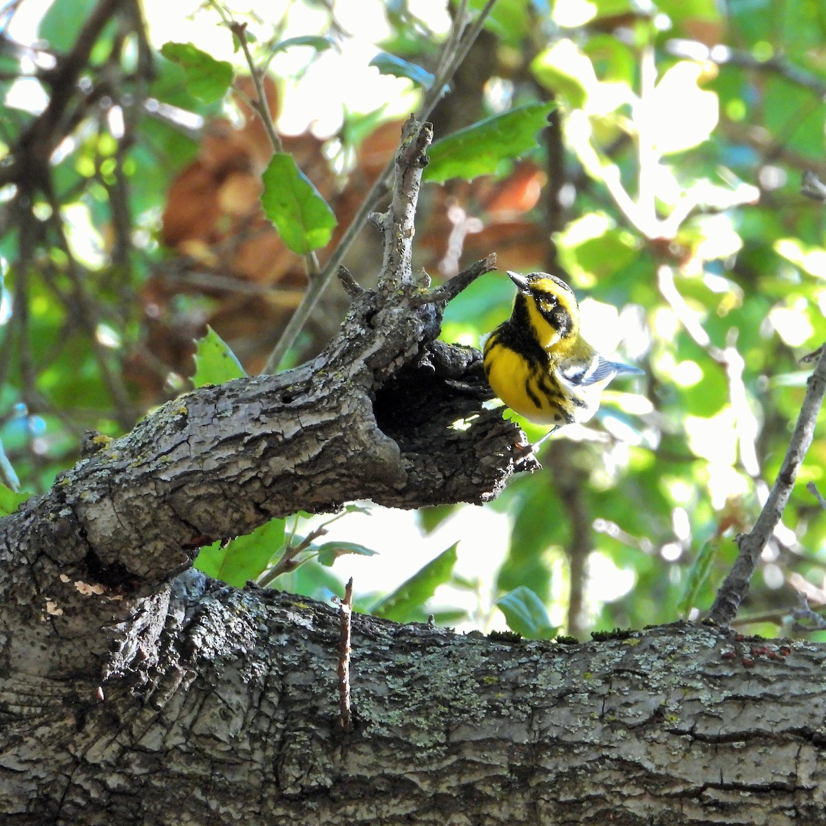 Пісняр-лісовик західний - ML644570676