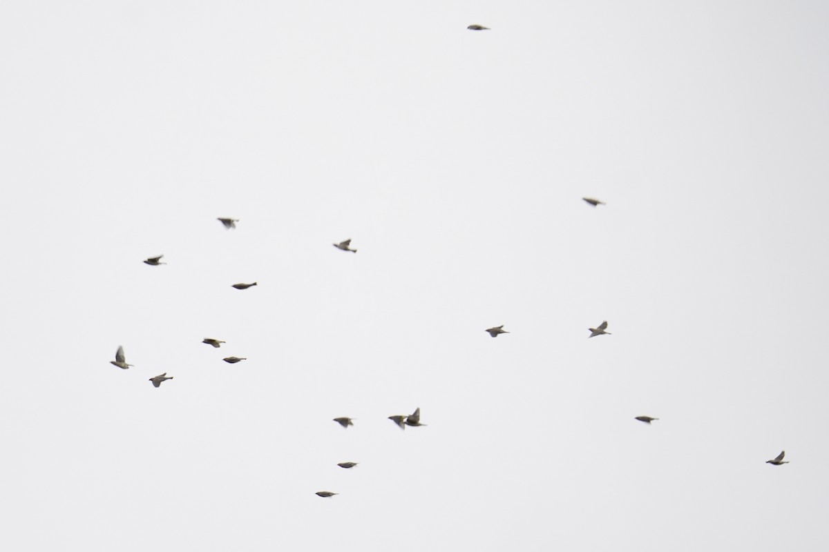 Омелюх американський - ML644570677