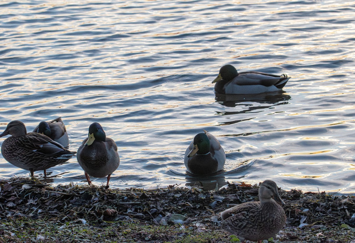 Зэрлэг нугас - ML644570680