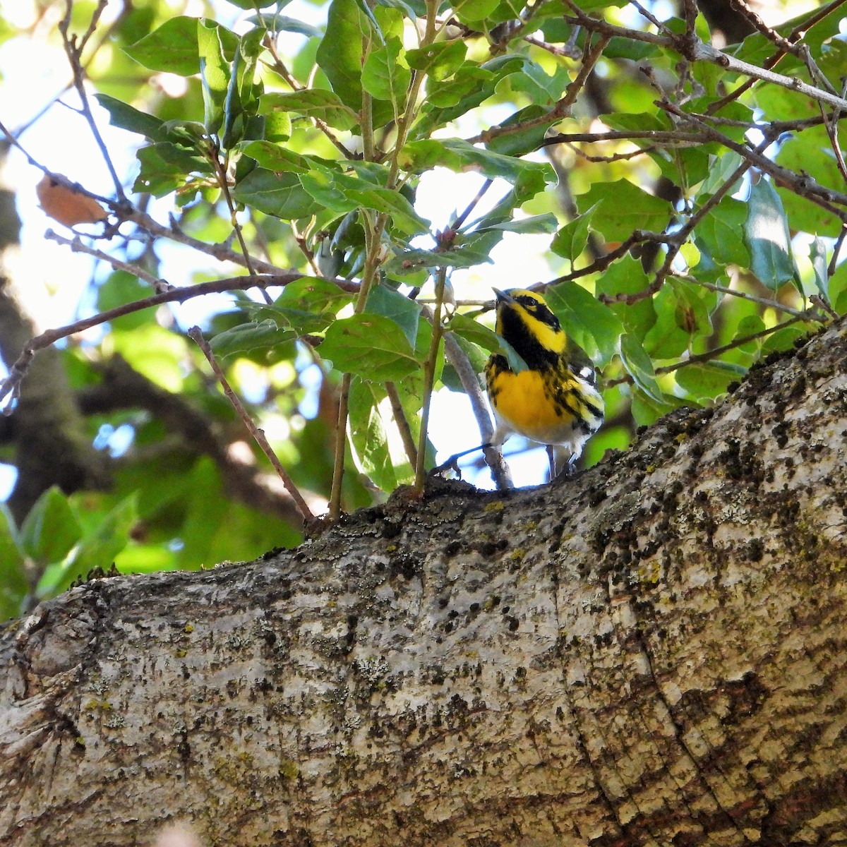 Пісняр-лісовик західний - ML644570682