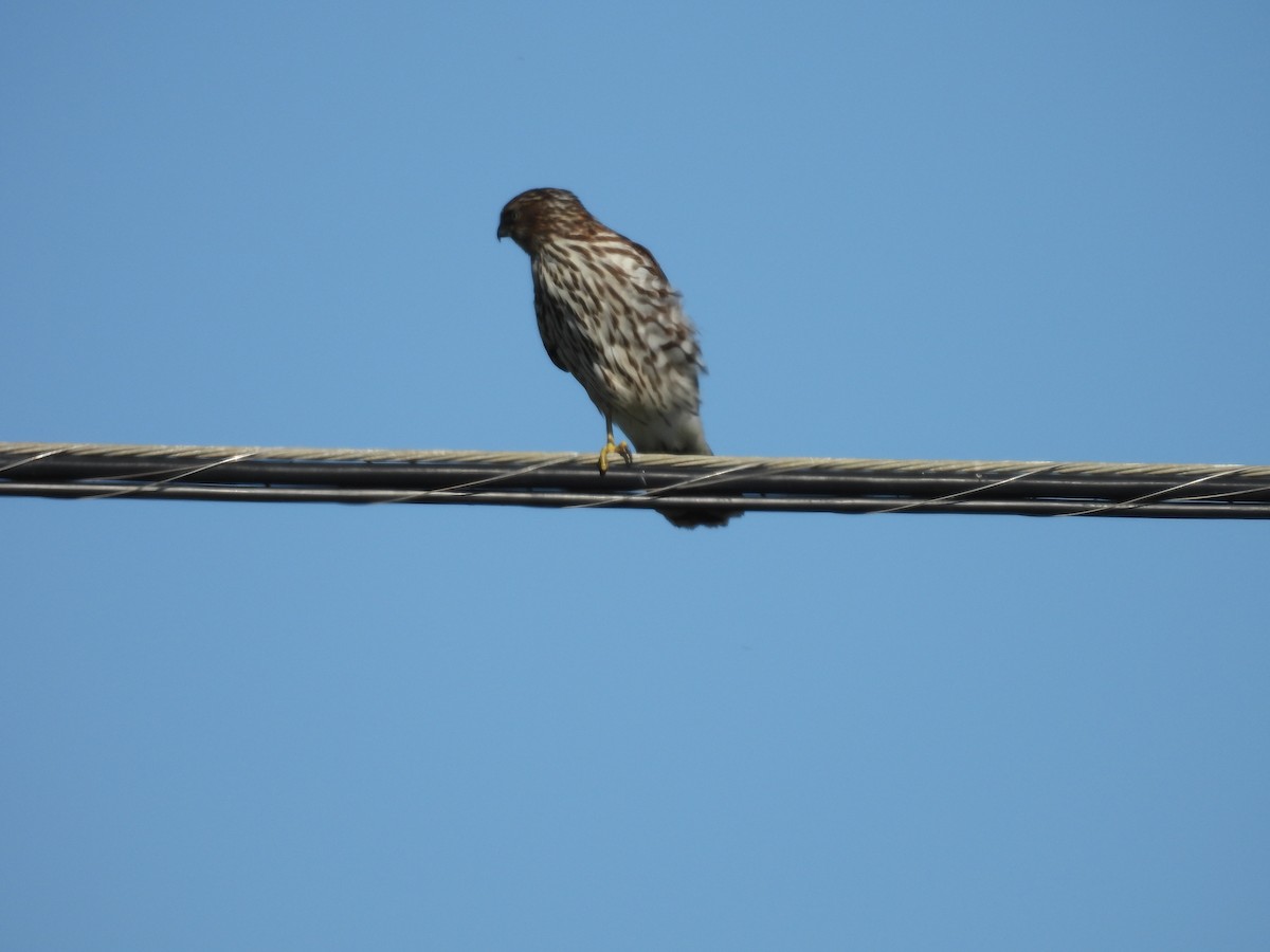 Cooper's Hawk - ML644570686