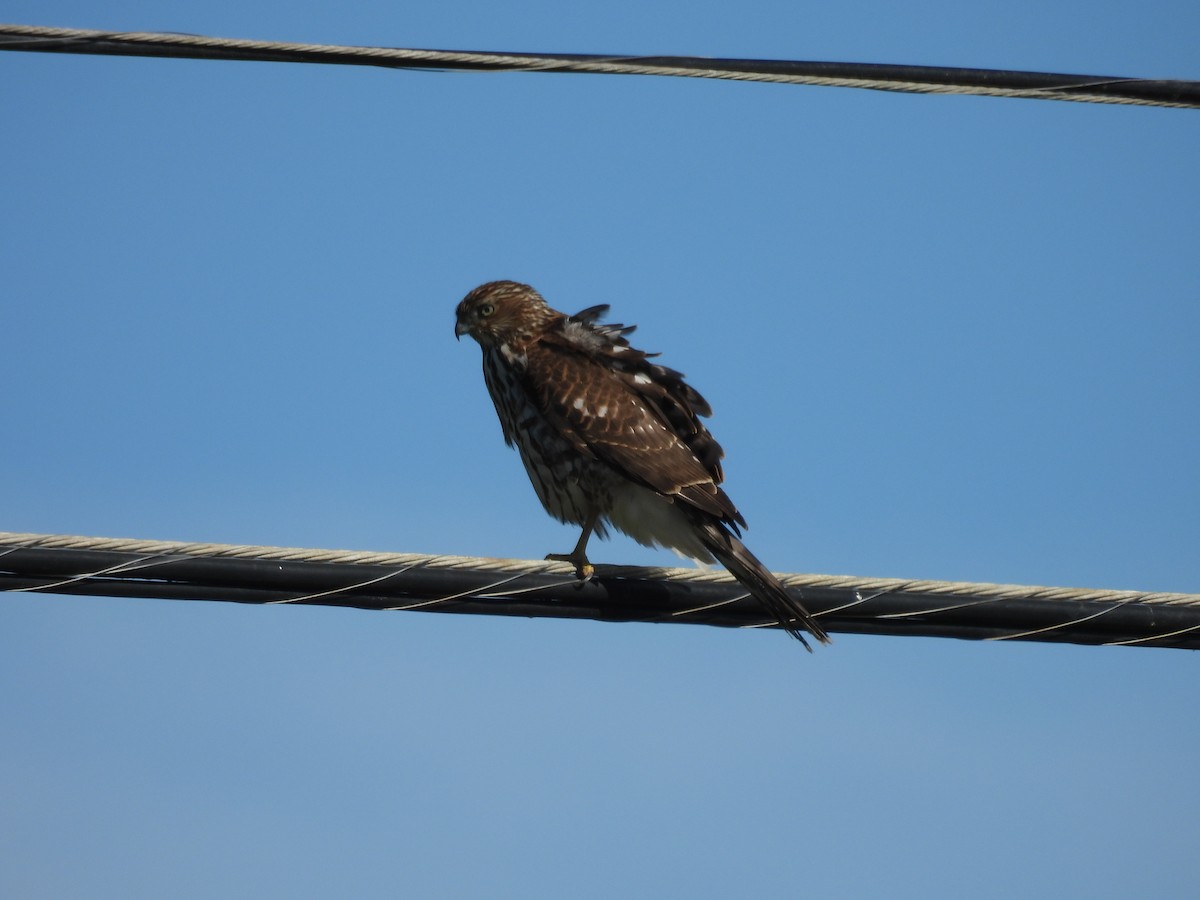 Cooper's Hawk - ML644570687