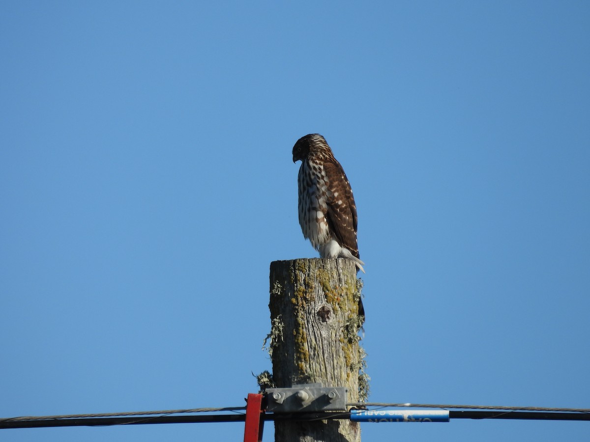 Cooper's Hawk - ML644570688