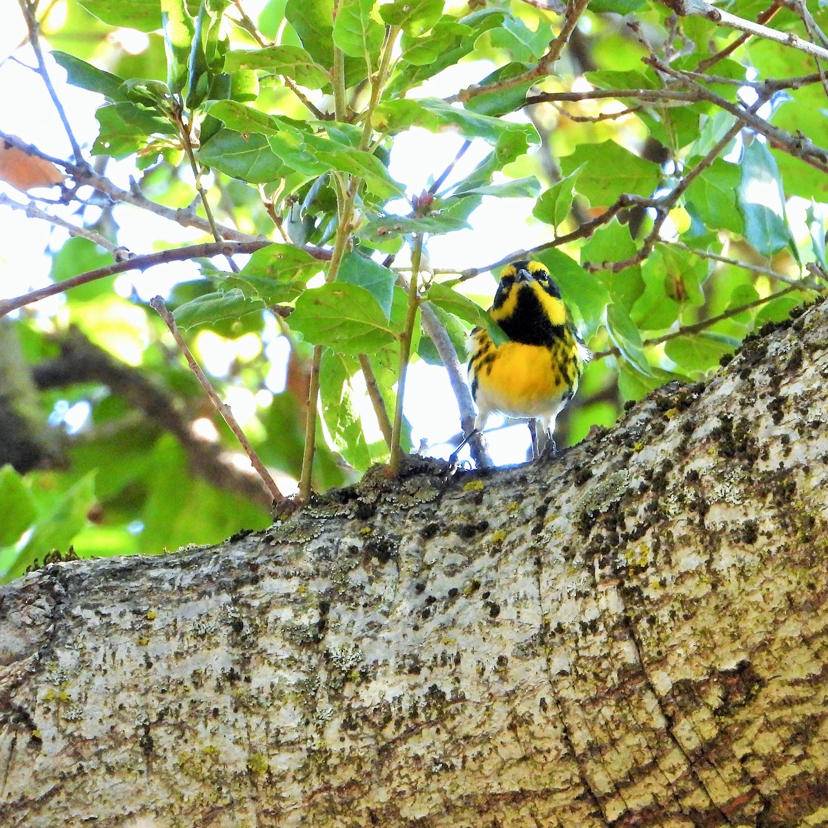 Пісняр-лісовик західний - ML644570690