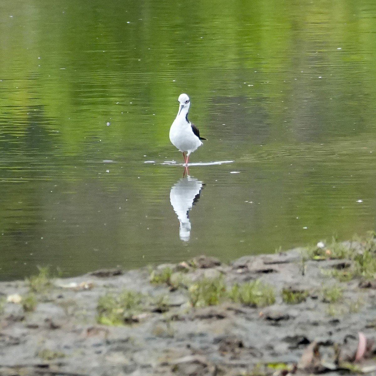 Black-necked Stilt - ML644570693
