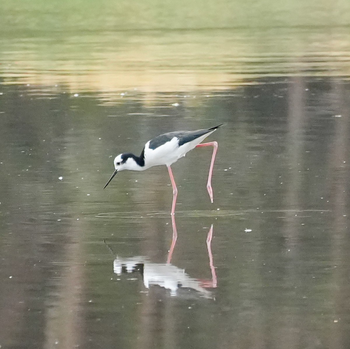 Black-necked Stilt - ML644570694
