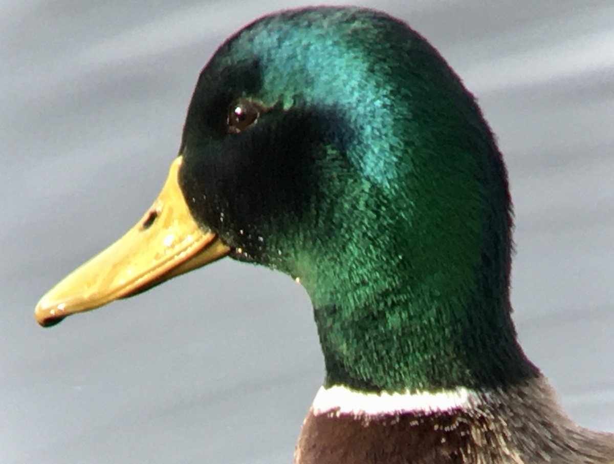 kachna divoká - ML644570696