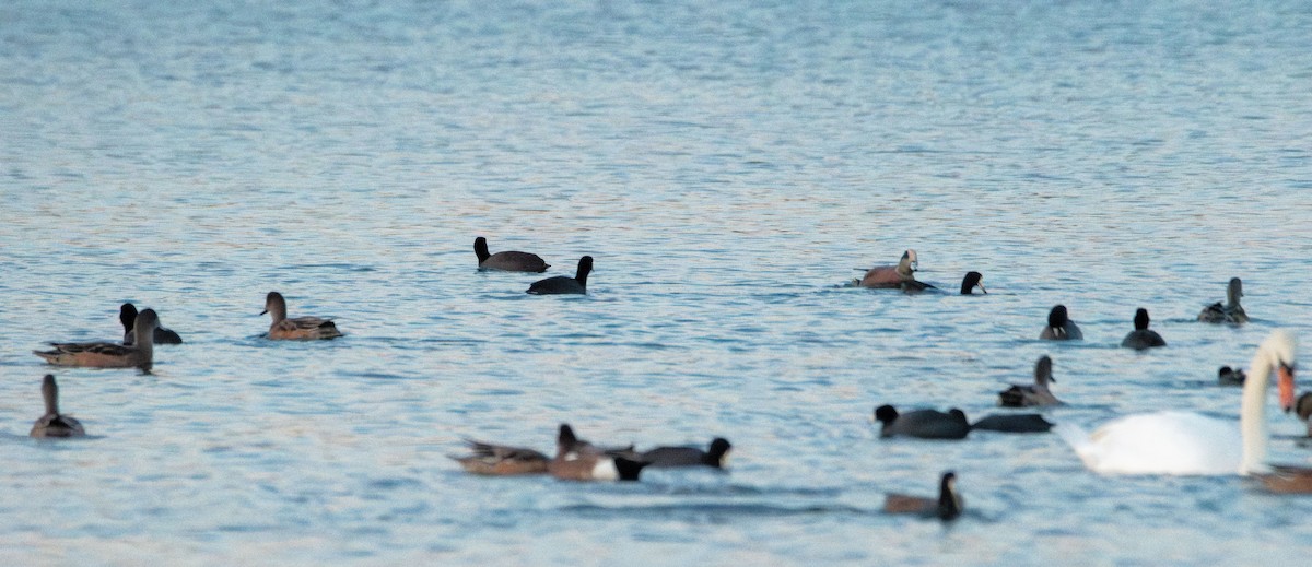 American Coot - ML644570697