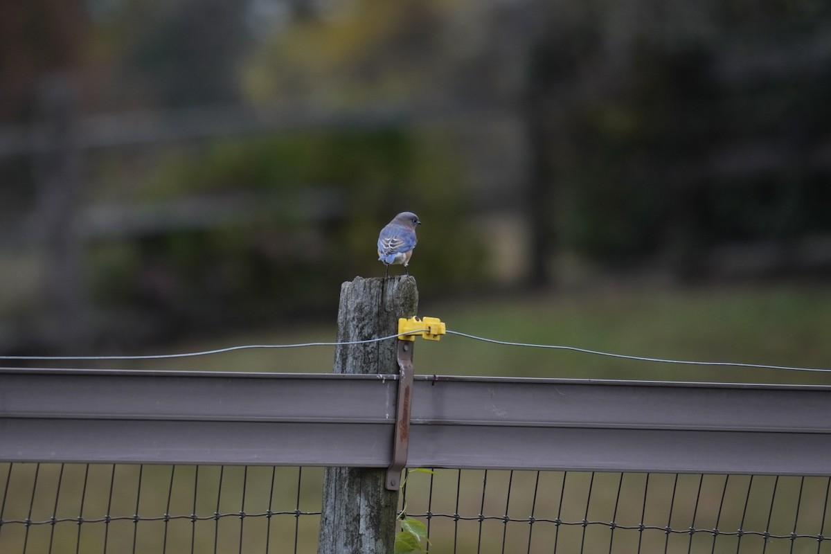Блакитник східний - ML644570706