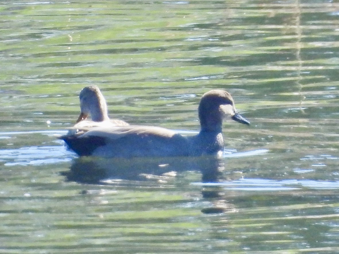 Gadwall - ML644570707