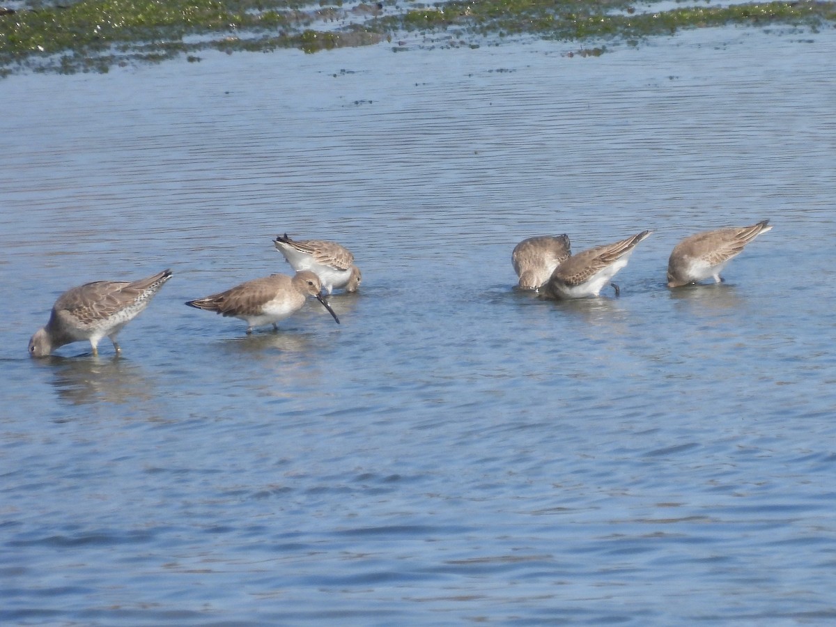Dunlin - ML644570709