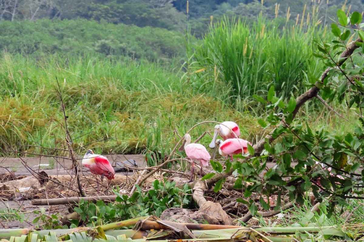 Roseate Spoonbill - ML644570710