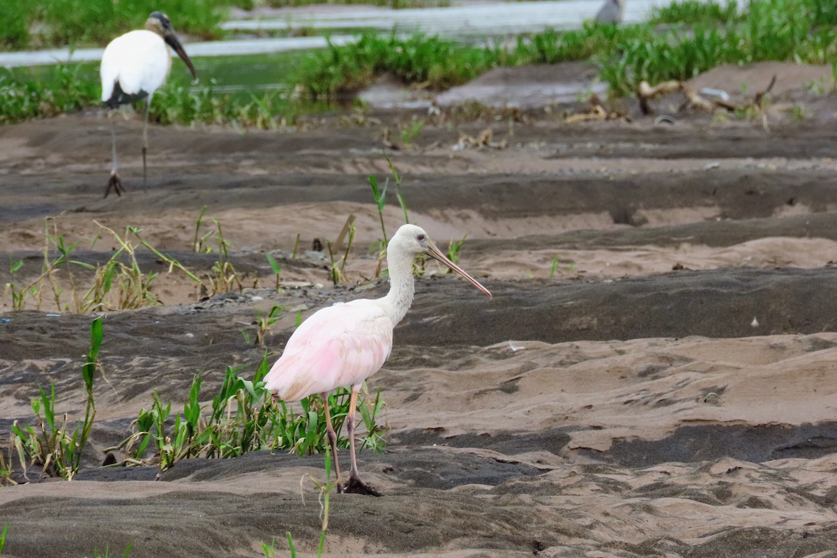 Roseate Spoonbill - ML644570711