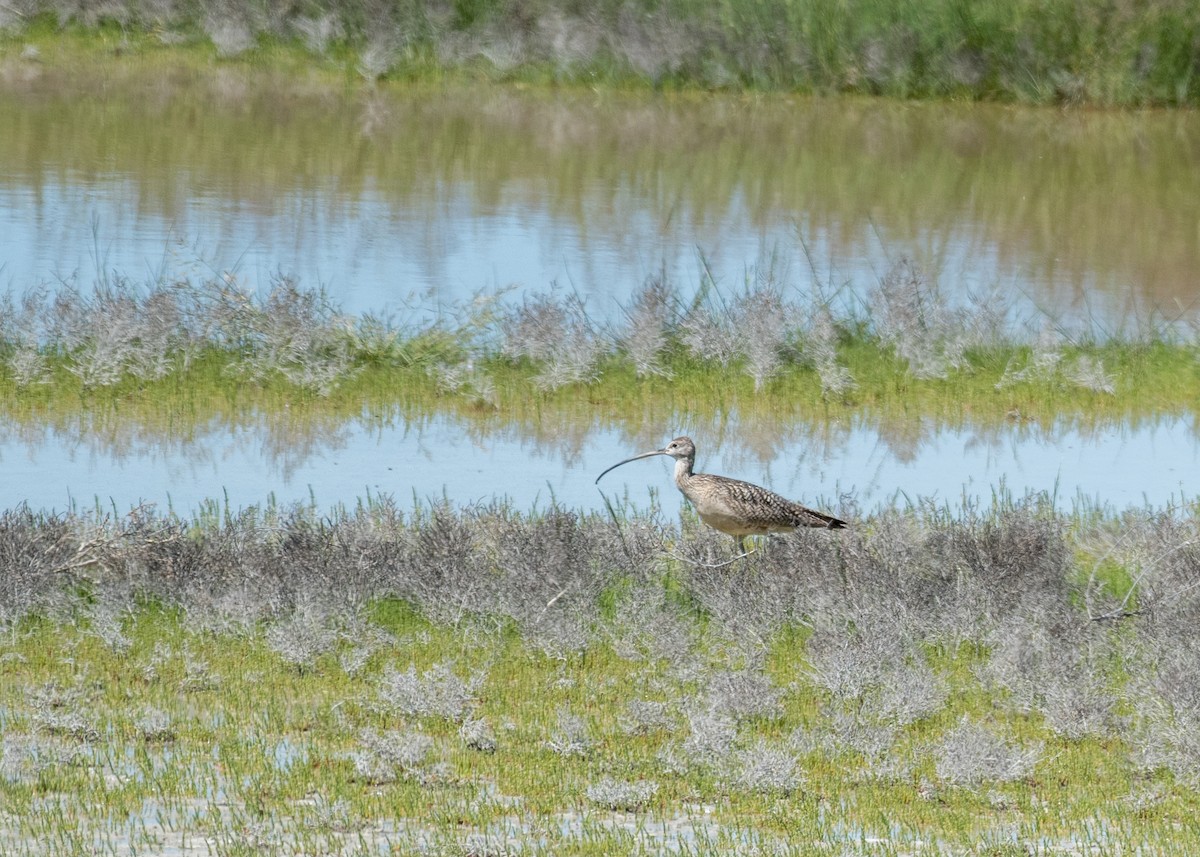 Long-billed Curlew - ML644570712