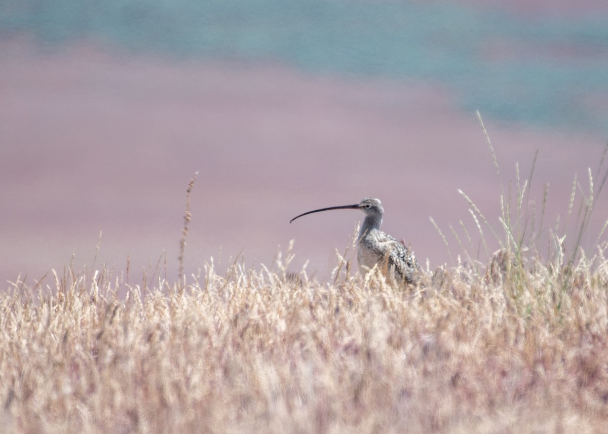 Long-billed Curlew - ML644570713