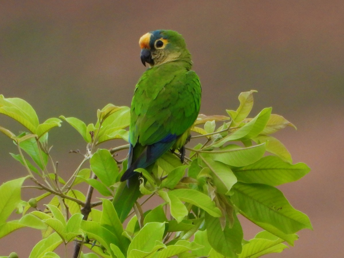 Peach-fronted Parakeet - ML644570714