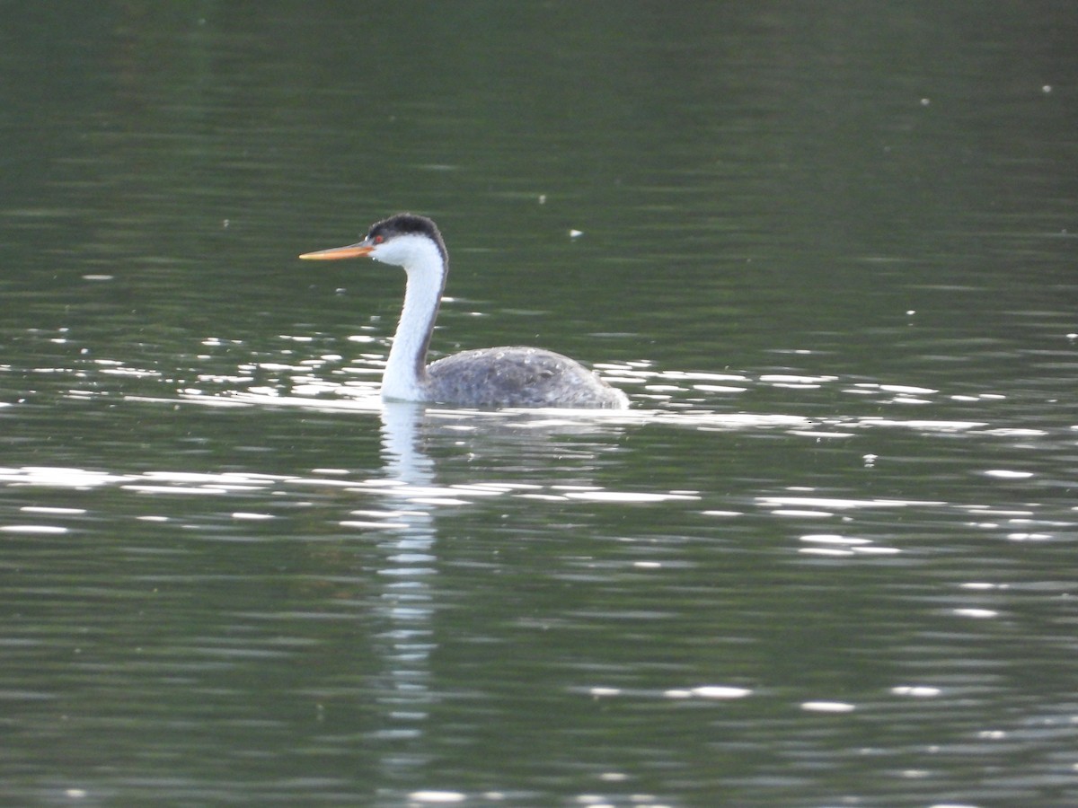 Western Grebe - ML644570715