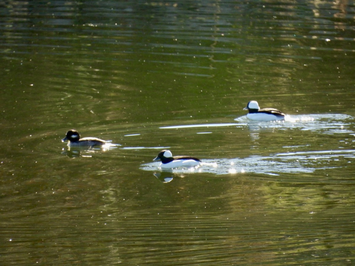 Bufflehead - ML644570716