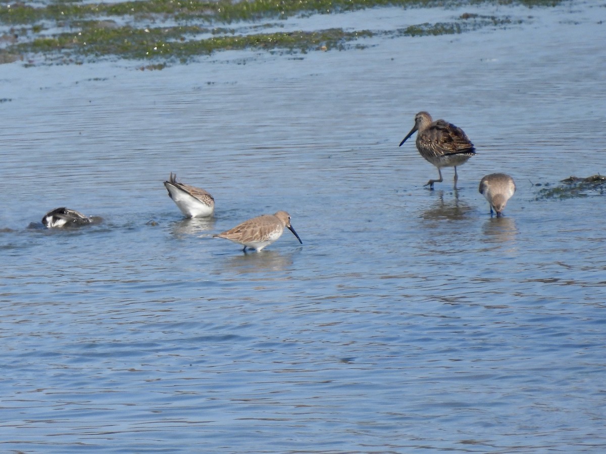 Dunlin - ML644570717