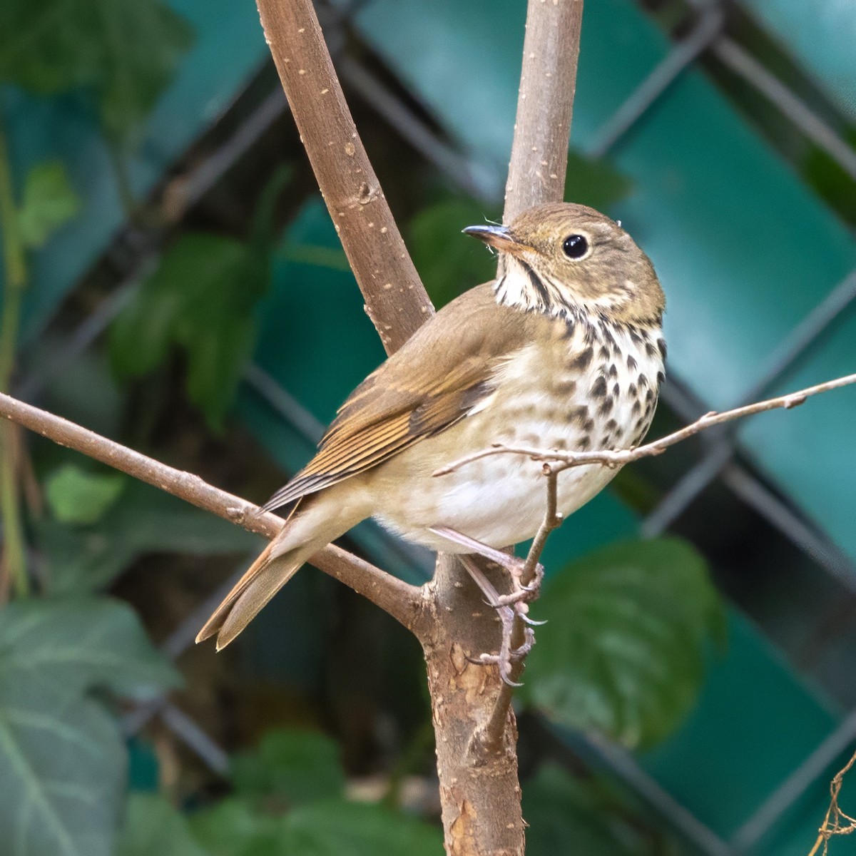 Hermit Thrush - ML644570718