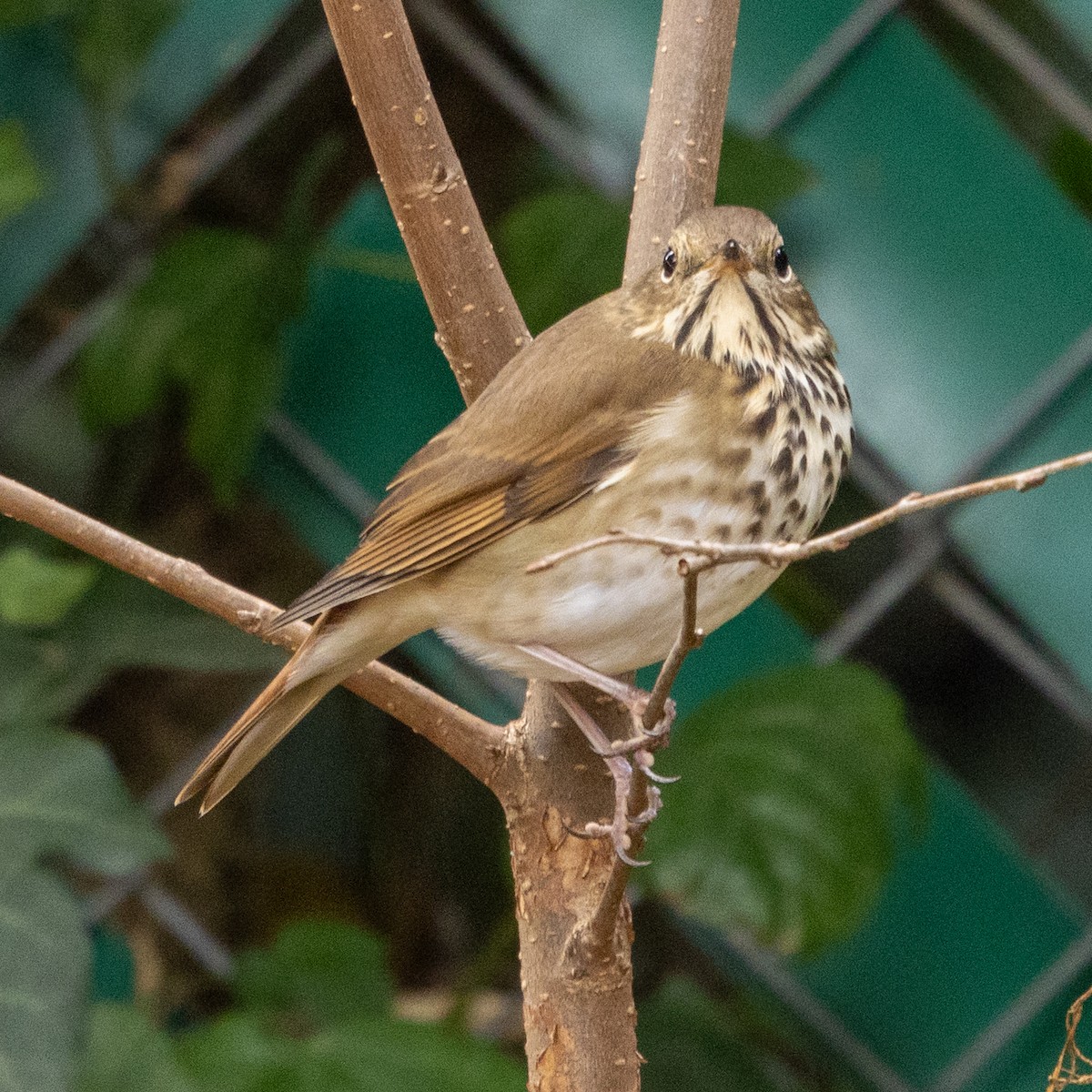 Hermit Thrush - ML644570719