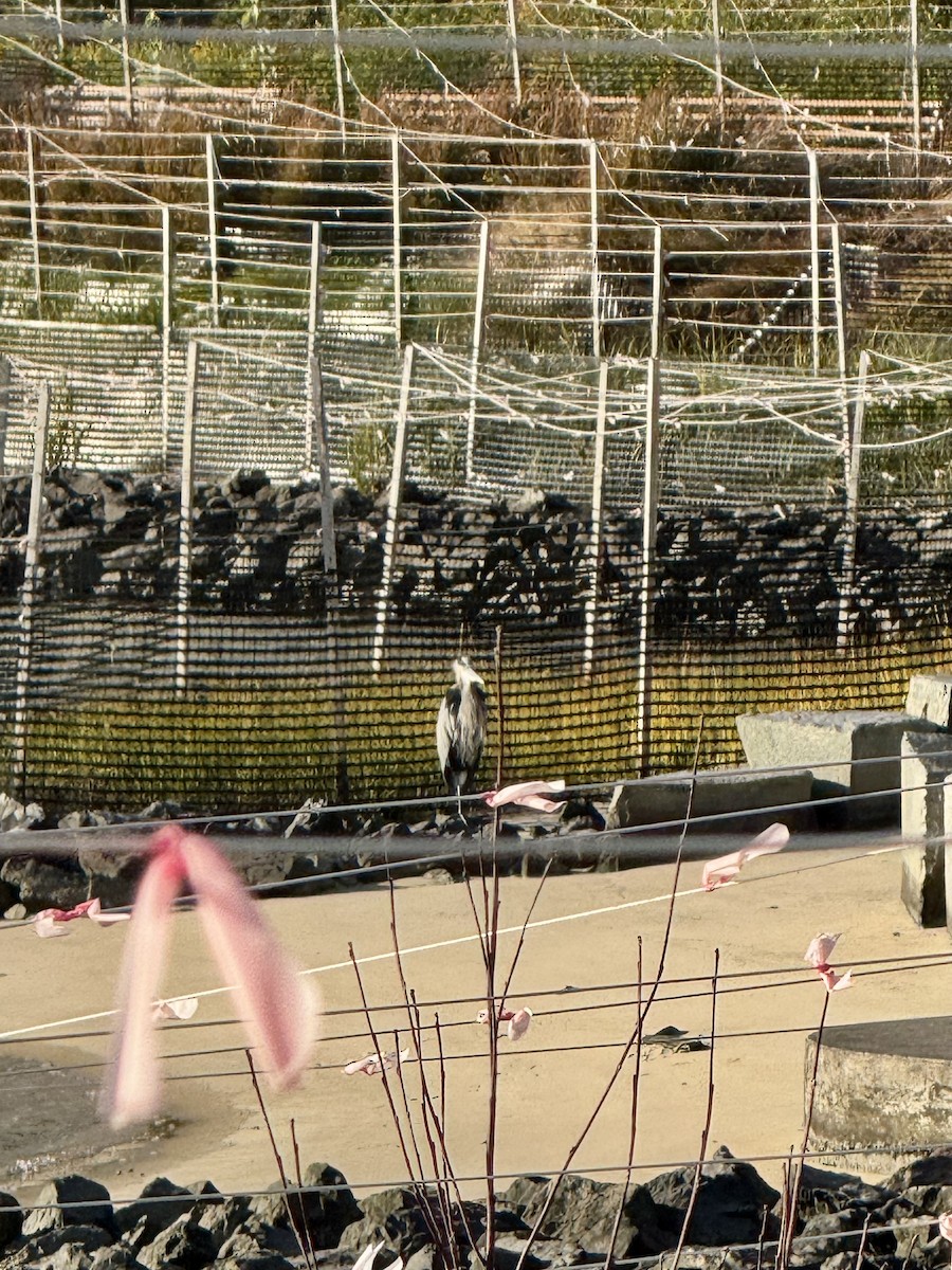 Great Blue Heron - ML644570720