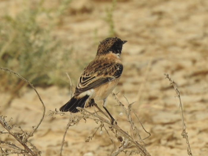 Siberian Stonechat - ML644570721