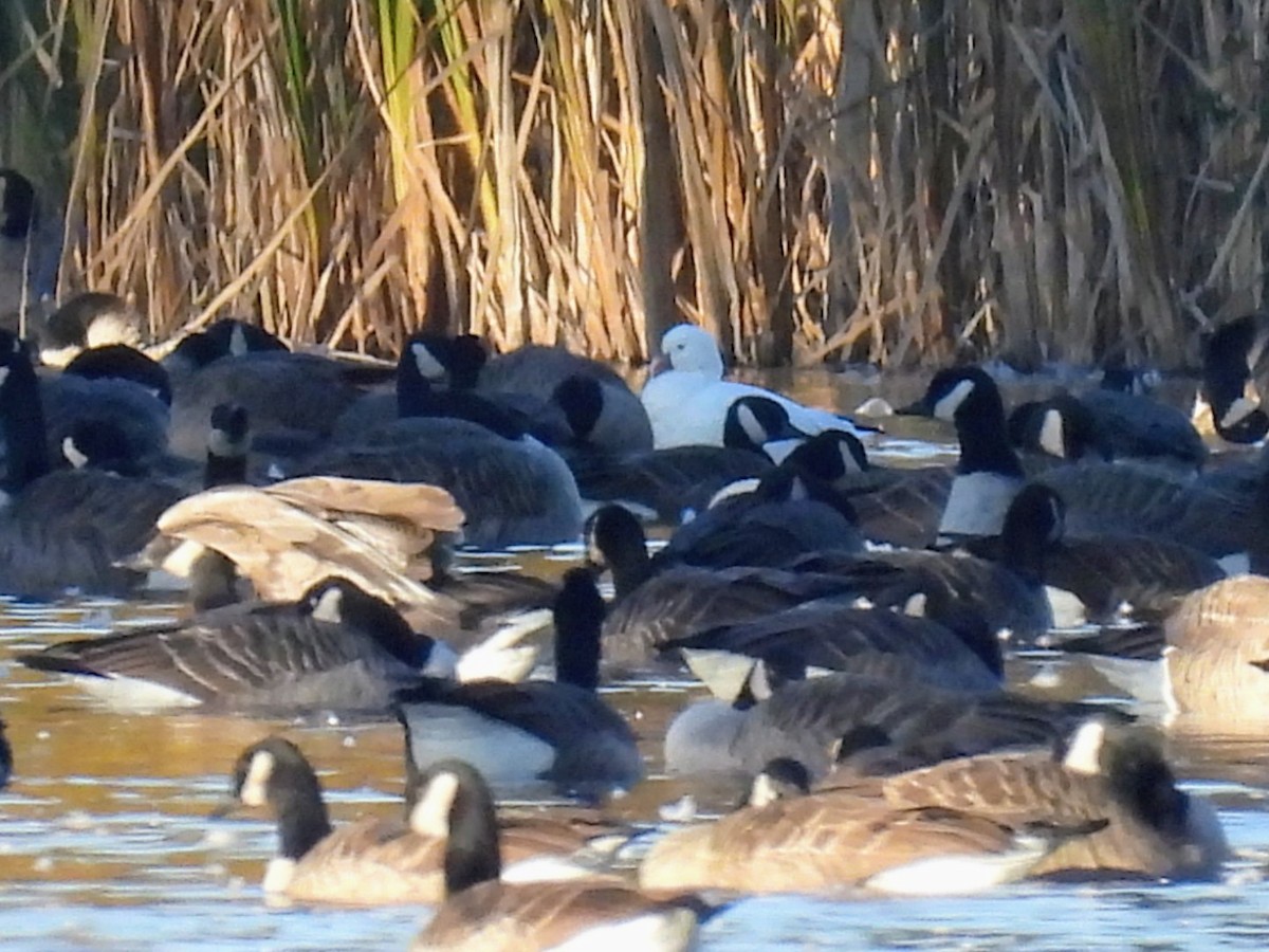 Snow Goose - ML644570722