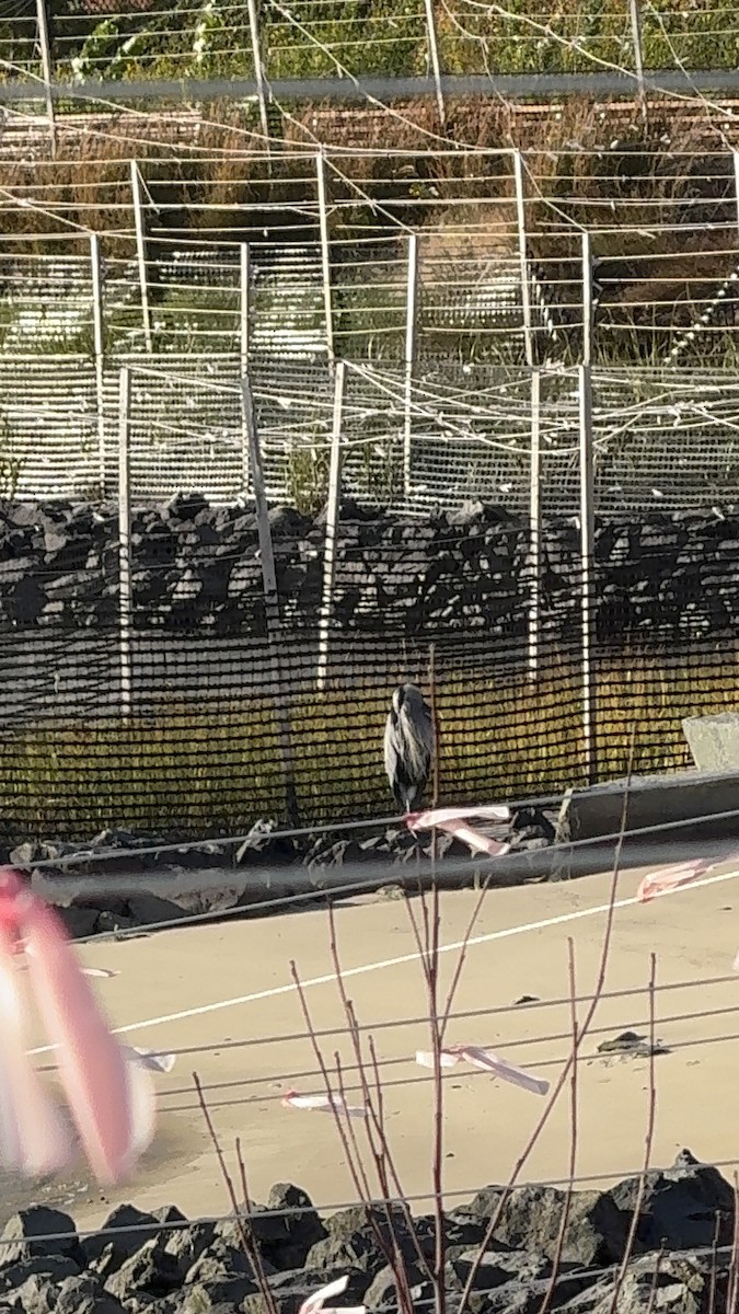 Great Blue Heron - ML644570724