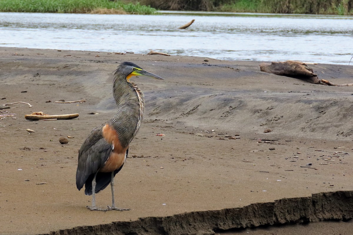 Bare-throated Tiger-Heron - ML644570725