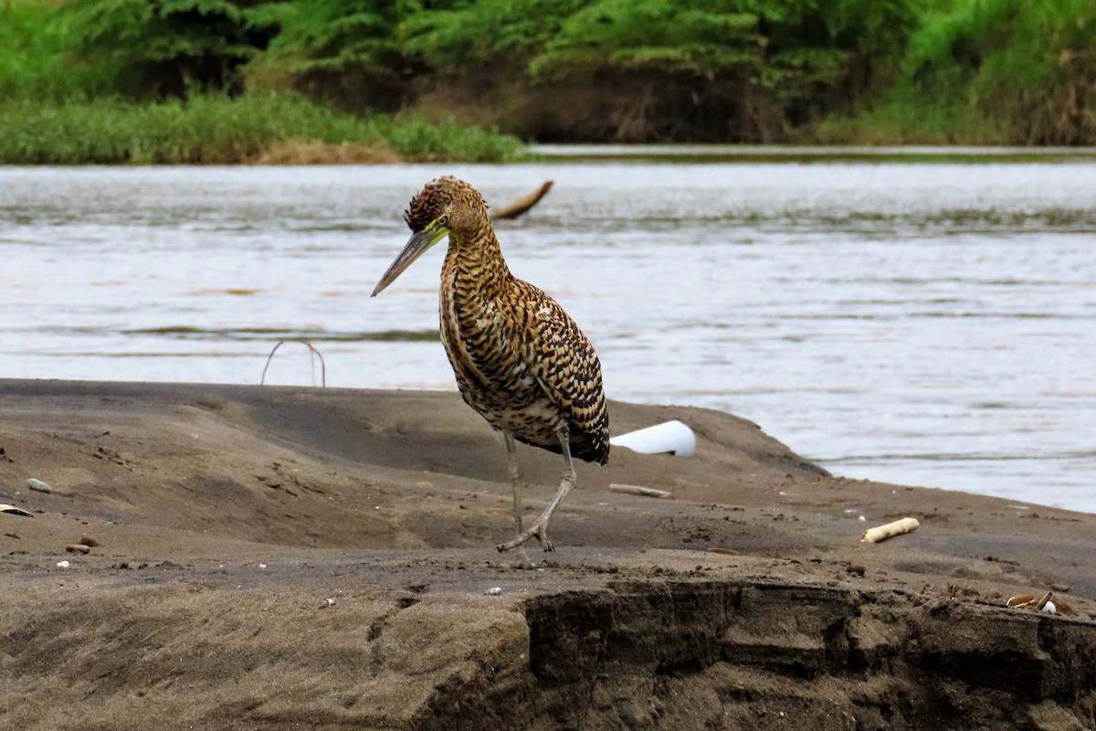 Bare-throated Tiger-Heron - ML644570726