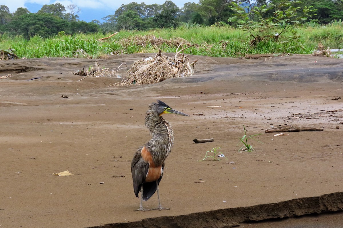 Bare-throated Tiger-Heron - ML644570727