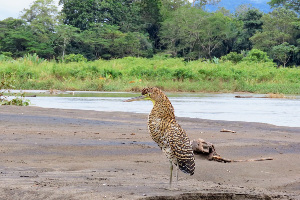 Bare-throated Tiger-Heron - ML644570728