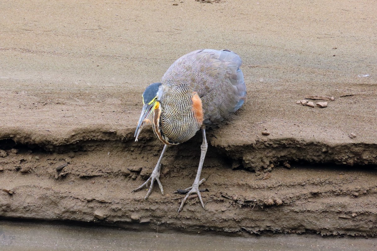 Bare-throated Tiger-Heron - ML644570729