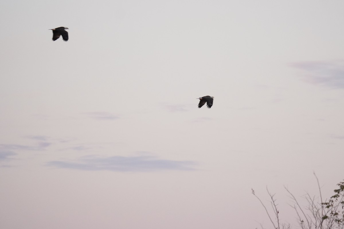 Bald Eagle - ML644570730