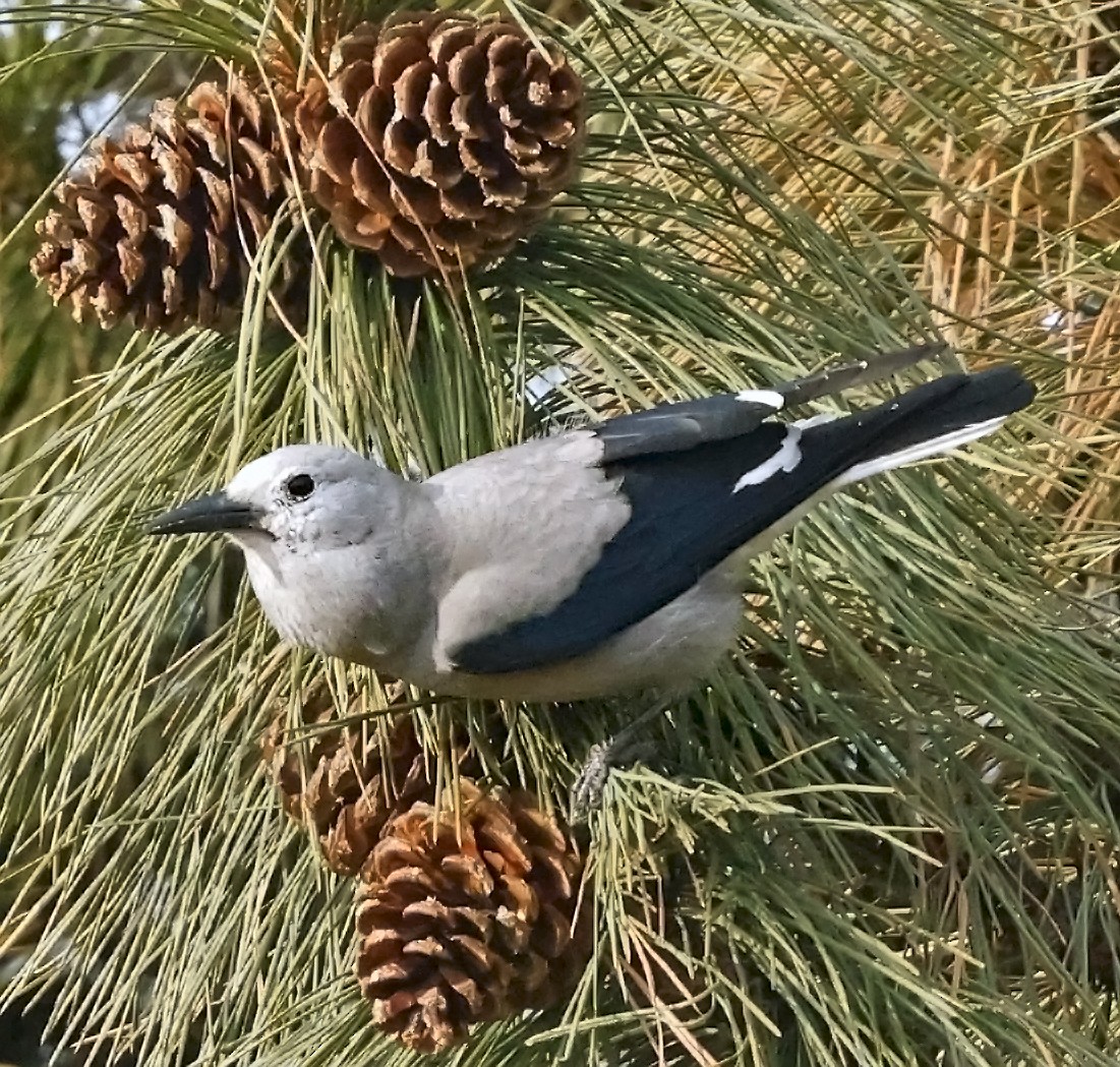 Clark's Nutcracker - ML644570731