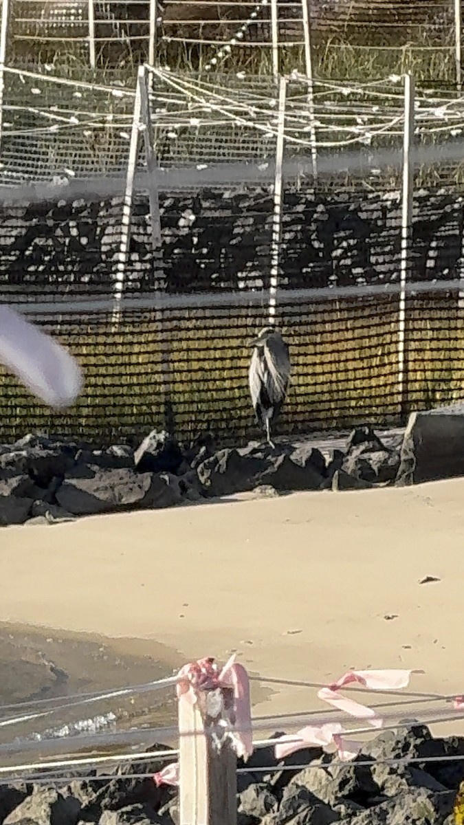 Great Blue Heron - ML644570733