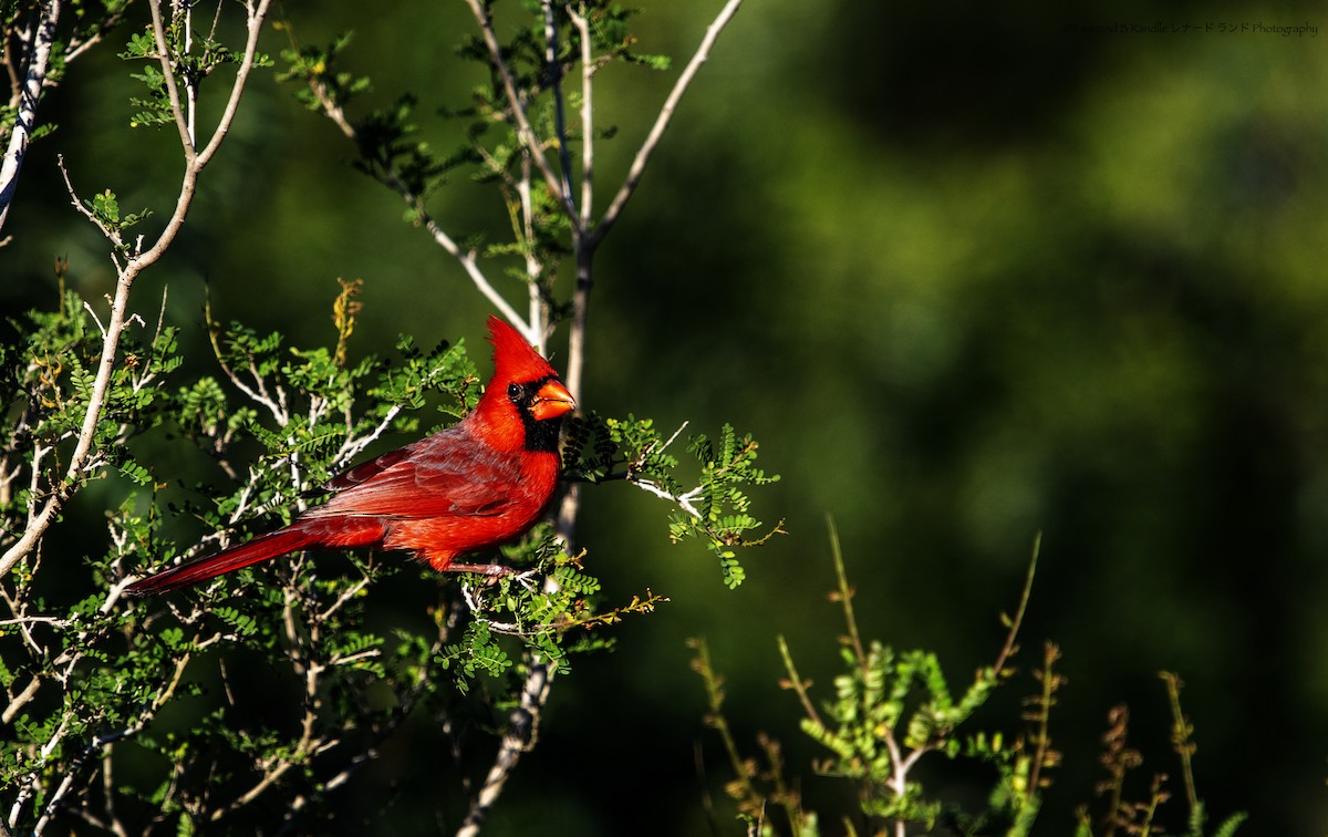 Northern Cardinal - ML644570734