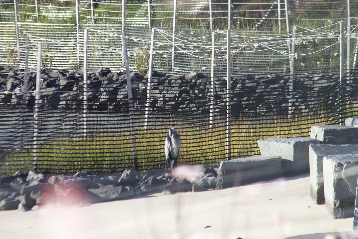 Great Blue Heron - ML644570735