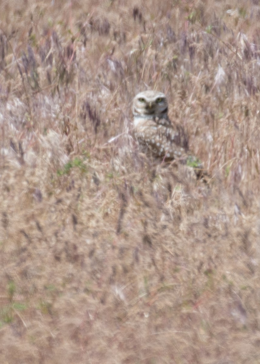 Burrowing Owl - ML644570736