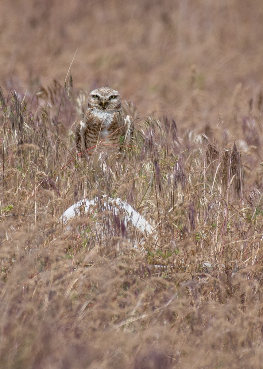 Burrowing Owl - ML644570737