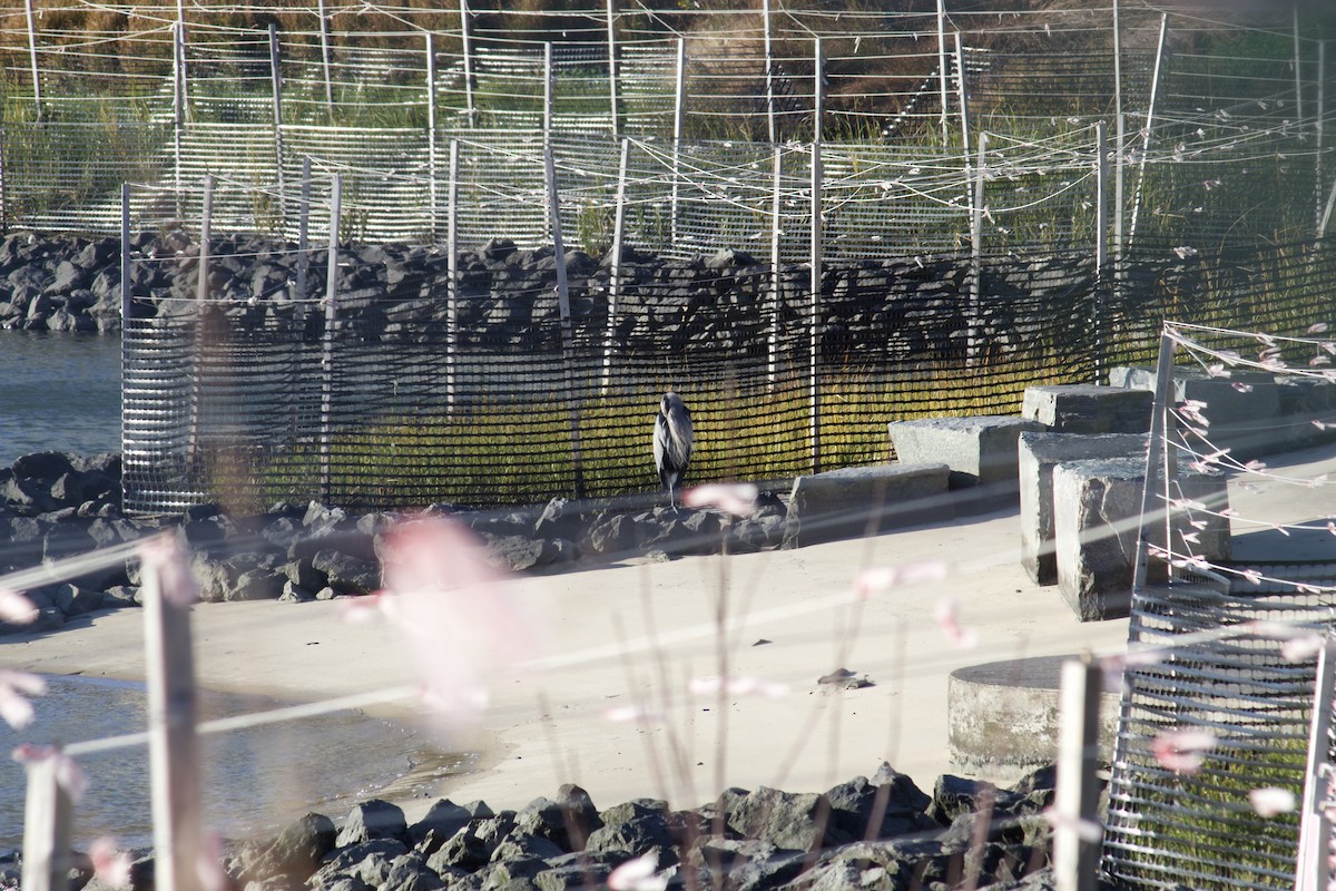 Great Blue Heron - ML644570738