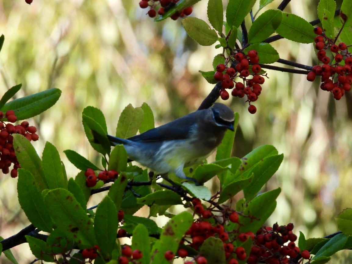 ヒメレンジャク - ML644570751