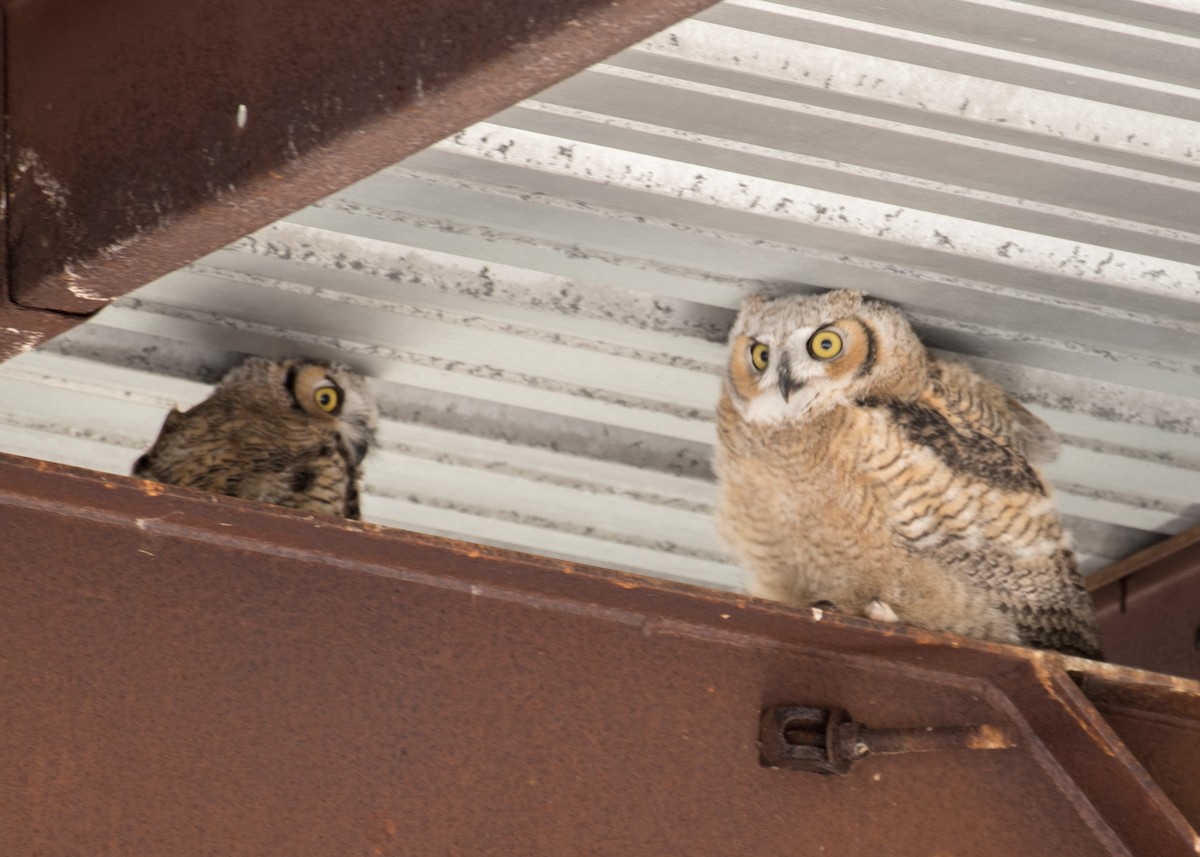 Great Horned Owl - ML644570753