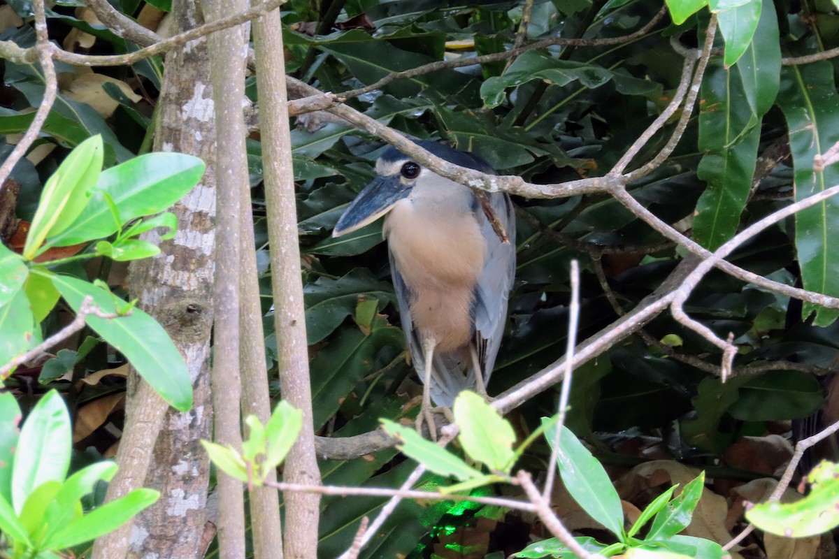 Boat-billed Heron - ML644570754