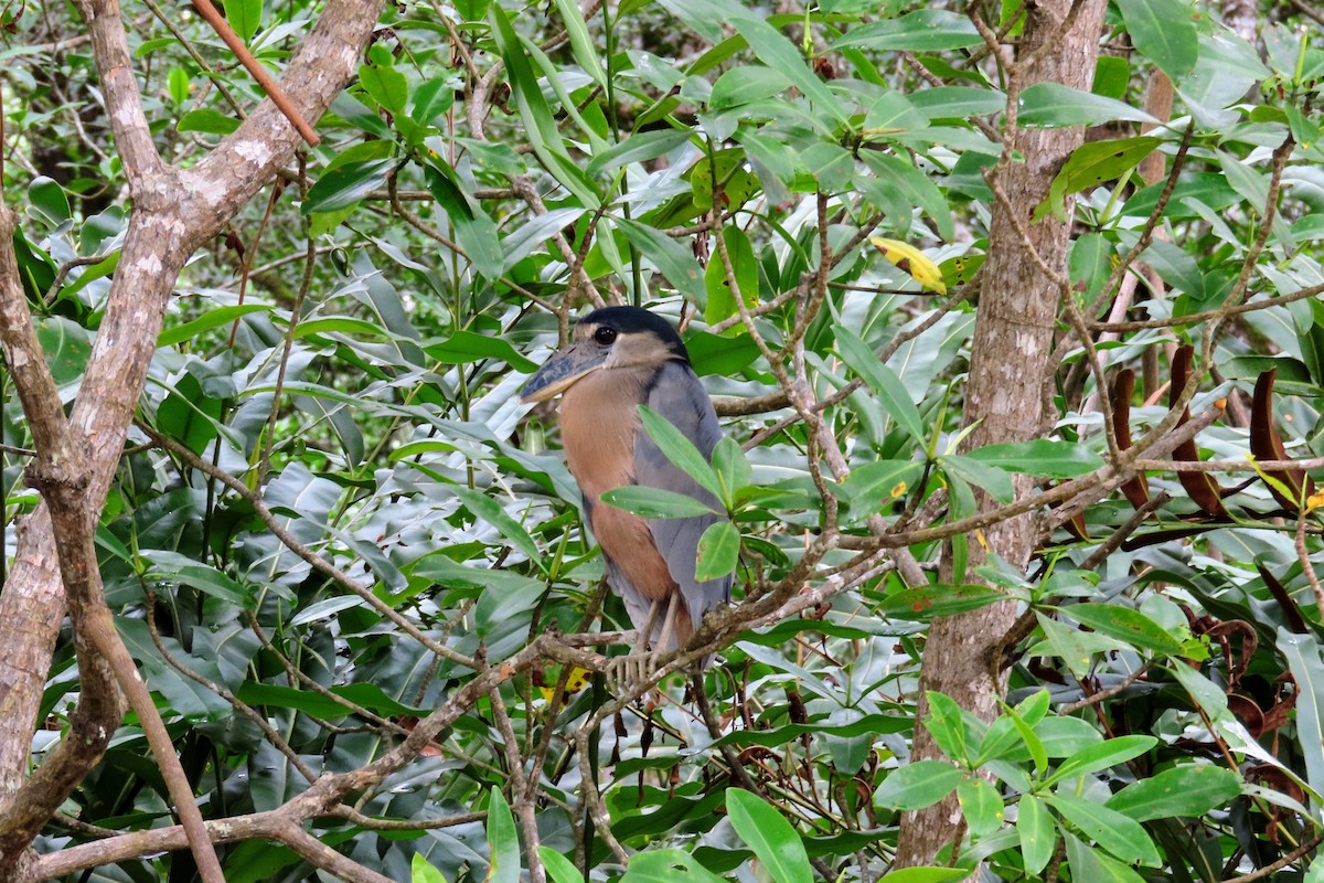 Boat-billed Heron - ML644570755