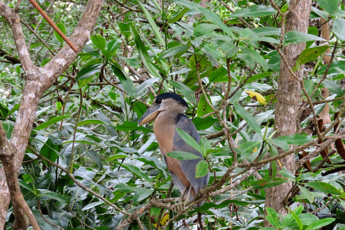 Boat-billed Heron - ML644570756