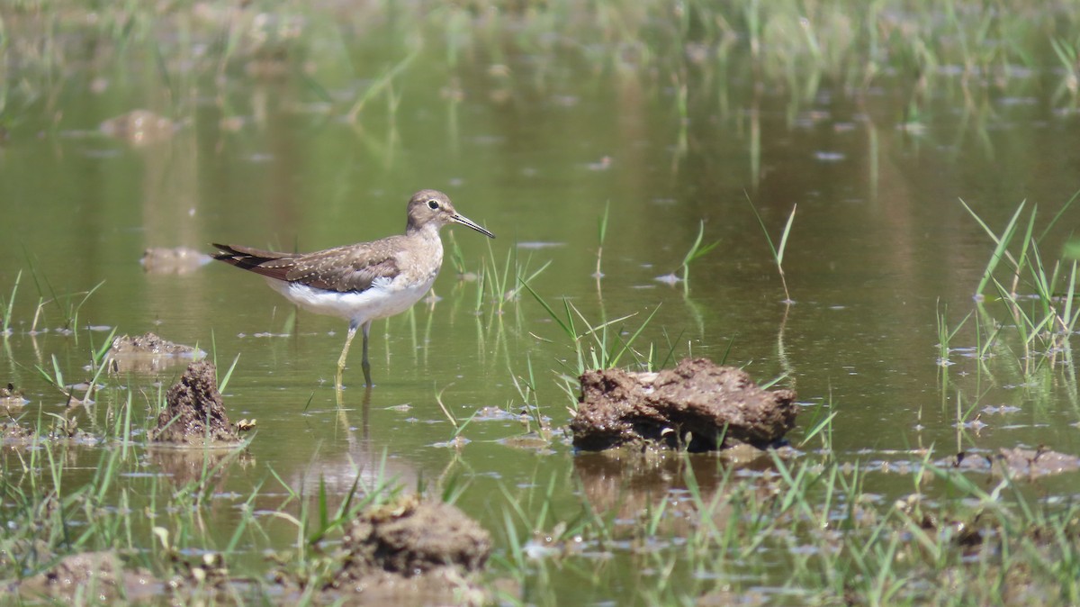 Solitary Sandpiper - ML644570757