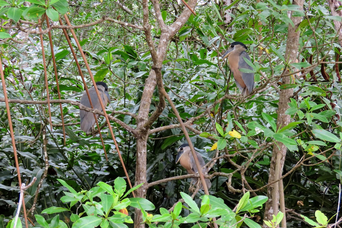 Boat-billed Heron - ML644570758