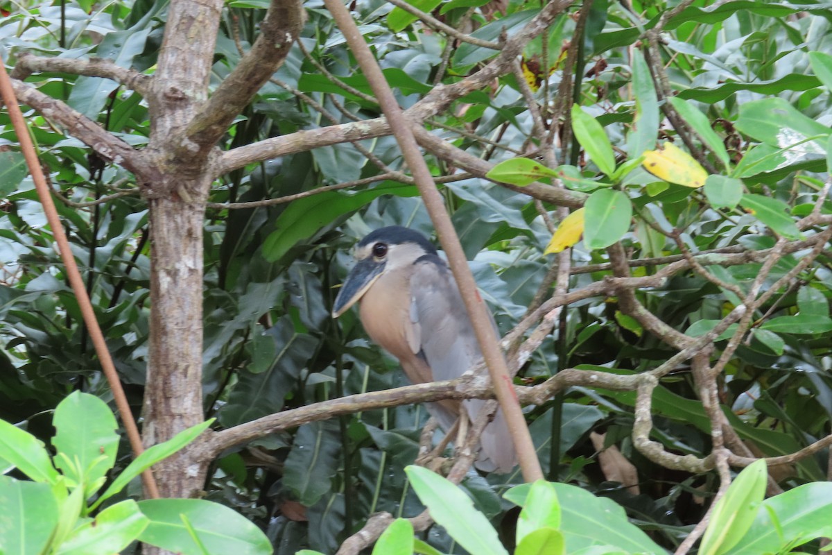 Boat-billed Heron - ML644570760
